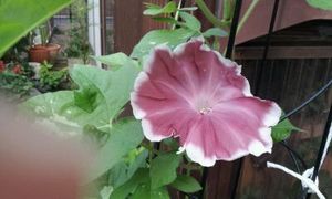 20130812_063528.jpg